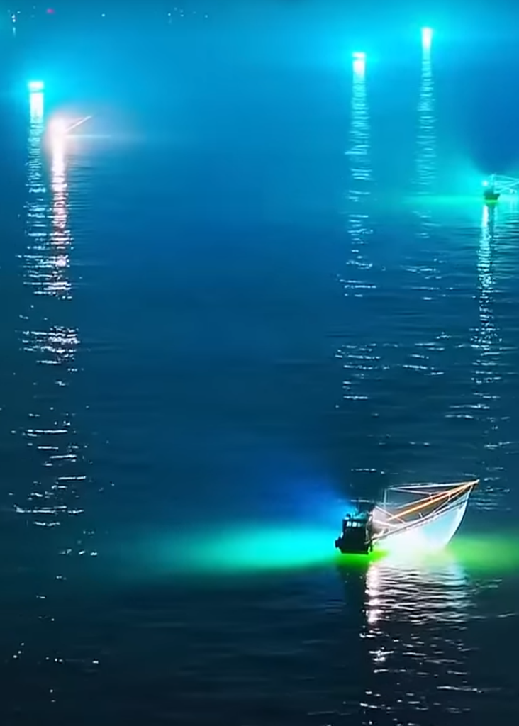 Tàu câu mực